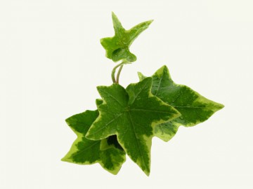 GC_closeup